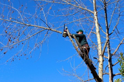 Tree cutting for landscaping