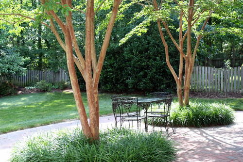 Patios Designed for Multiple Trees Protruding Through the Patio