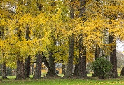 Larch trees in Akershus, Norway