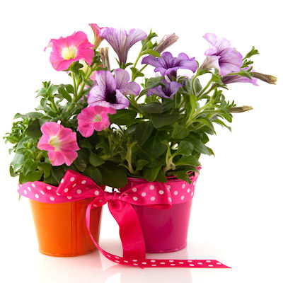 Potted Petunia makes for a lovely gift for gardeners