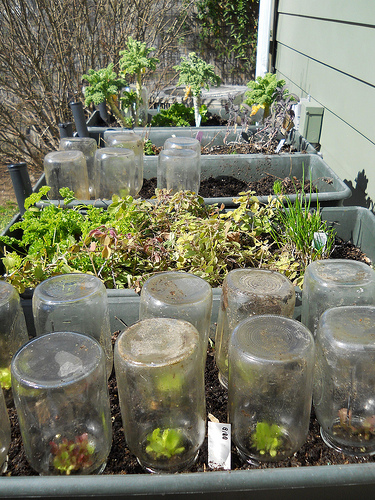mason jar greenhouses for protecting tender plants