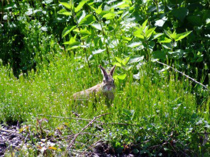 How to keep rabbits out of your vegetable patch