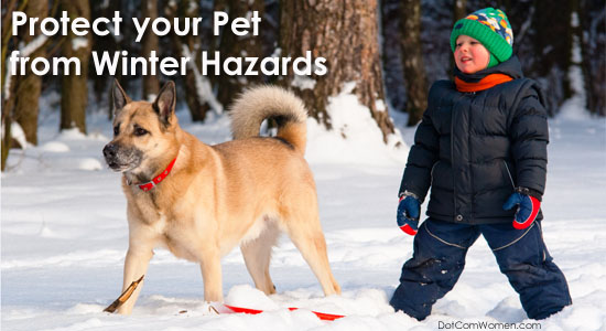 Protect your Pet from Winter Hazards - Dot Com Women