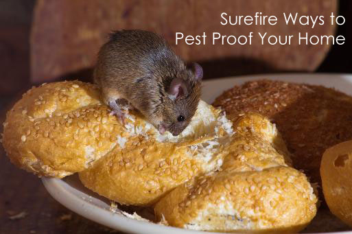 Surefire Ways to Pest Proof Your Home