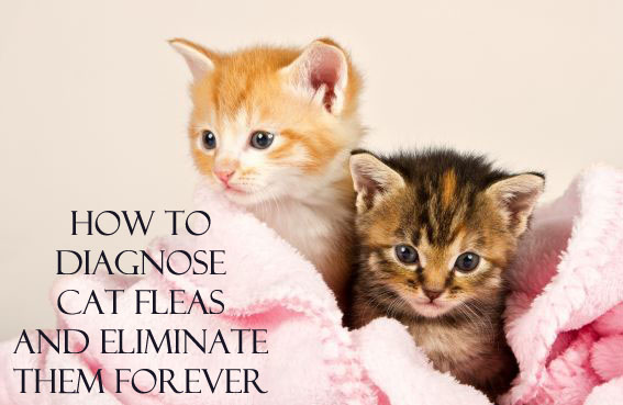 How to Diagnose Cat Fleas and Eliminate Them Forever