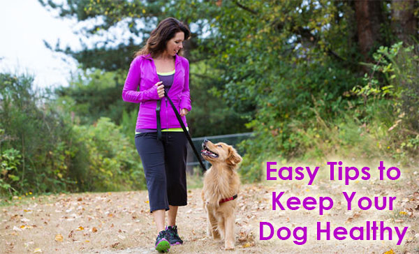 Easy Tips to Help Keep Your Dog Healthy
