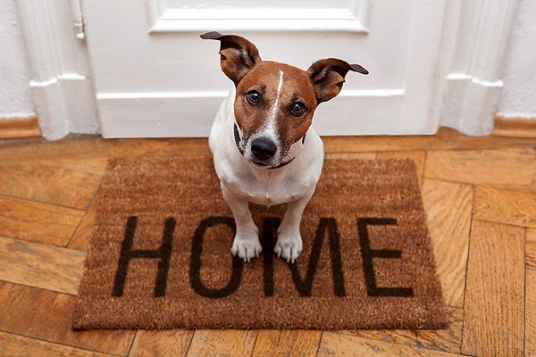 5 Tips for a Stress-Free Pet Adoption Process