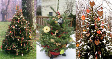 Decorate an Outdoor Holiday Tree for Animals