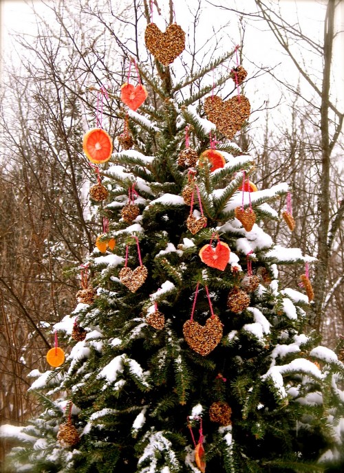 outdoor christmas tree for birds