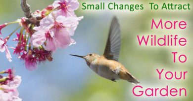 Small Changes You Can Make At Home To Attract More Wildlife To The Garden