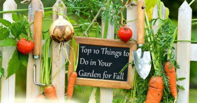 Top 10 Things to Do in Your Garden for Fall