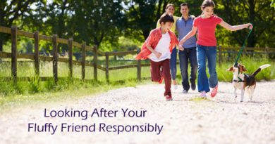Pet Care Corner: Looking After Your Fluffy Friend Responsibly