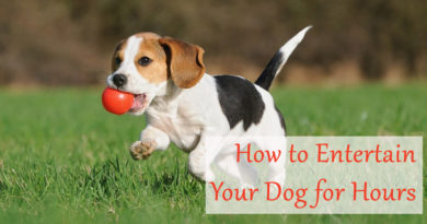 ​How to Entertain Your Dog for Hours
