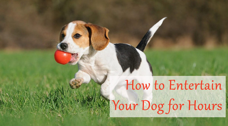 ​How to Entertain Your Dog for Hours