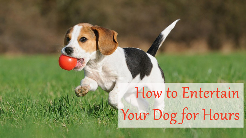 ​How to Entertain Your Dog for Hours