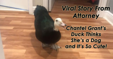 Viral Story From Attorney Chantel Grant’s Duck Thinks She’s a Dog and It’s So Cute