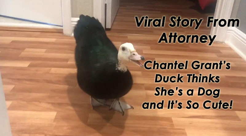 Viral Story From Attorney Chantel Grant’s Duck Thinks She’s a Dog and It’s So Cute