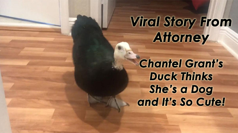 Viral Story From Attorney Chantel Grant’s Duck Thinks She’s a Dog and It’s So Cute