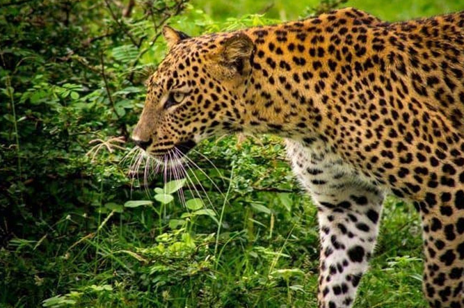 Activities and Leopard spotting on an African Safari