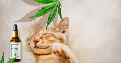 CBD Oil For Dogs And Cats: How Can It Help Your Pets?