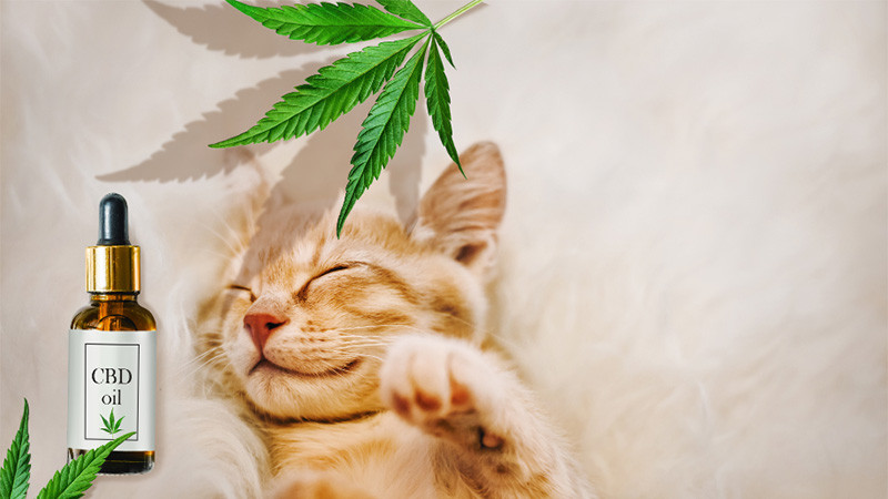 CBD Oil For Dogs And Cats: How Can It Help Your Pets?