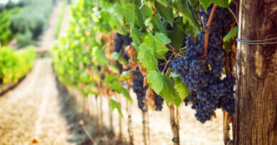 Red Wine: How Is It Made?