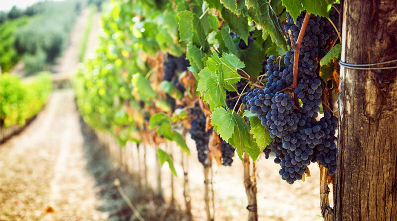 Red Wine: How Is It Made?