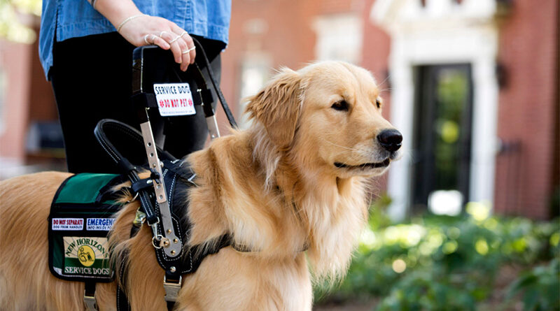 Service Animals: How They Can Help You Live Your Best Life