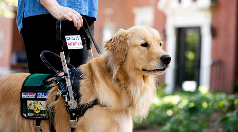 Service Animals: How They Can Help You Live Your Best Life