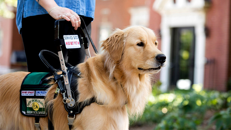 Service Animals: How They Can Help You Live Your Best Life