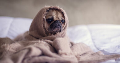 Heartworms - How to Prevent and Cure the Most Dangerous Worms for Dogs