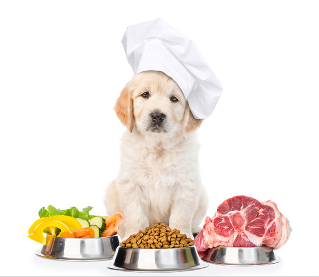 6 Foods To Give To Your Dog