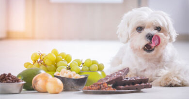 Top 6 Foods You May Be Able To Give To Your Dog