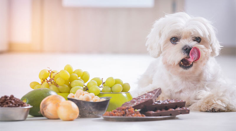 Top 6 Foods You May Be Able To Give To Your Dog