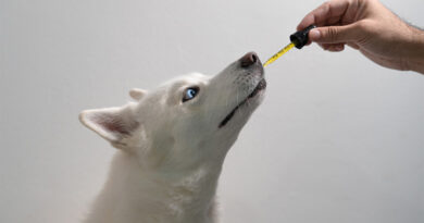 What are the Effects Of CBD To Animals?