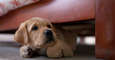 How to Help Your Dog Cope This New Year’s Eve