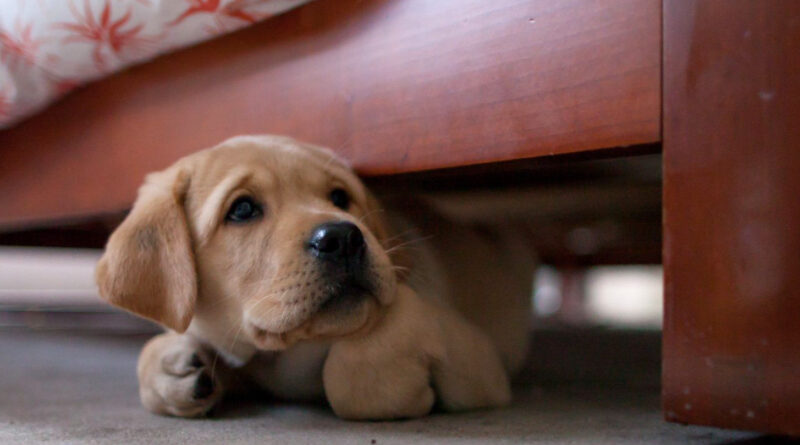 How to Help Your Dog Cope This New Year’s Eve