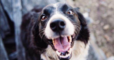 Cushing’s Disease in Dogs: 5 Natural Remedies to Help Manage It