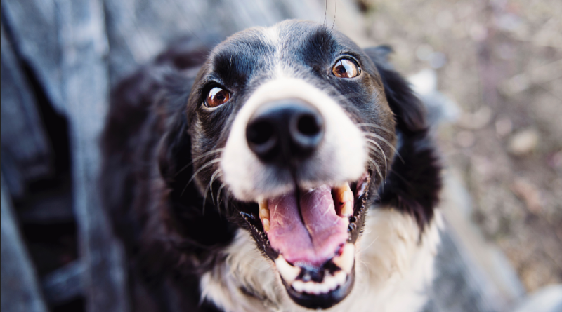 Cushing’s Disease in Dogs: 5 Natural Remedies to Help Manage It