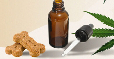 What to Consider When Buying CBD Oil Pet Products