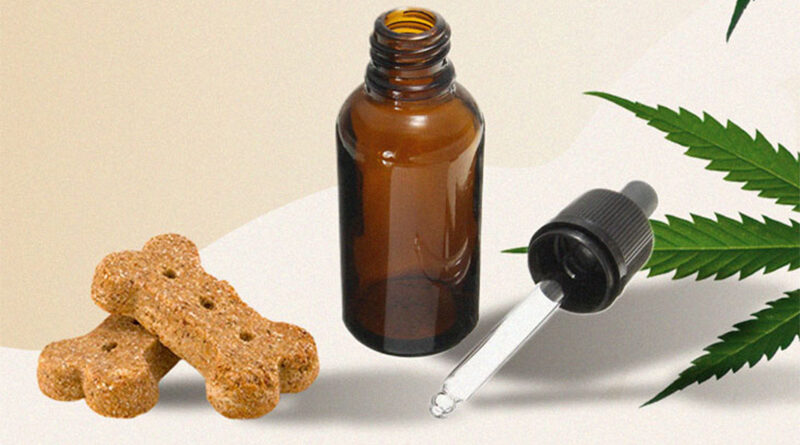 What to Consider When Buying CBD Oil Pet Products