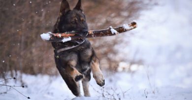 6 Steps to Enrich Your Dog's Life