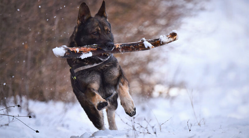 6 Steps to Enrich Your Dog's Life