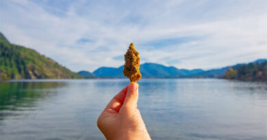 How to Go on a Weed-cation (if You Are New to Cannabis)