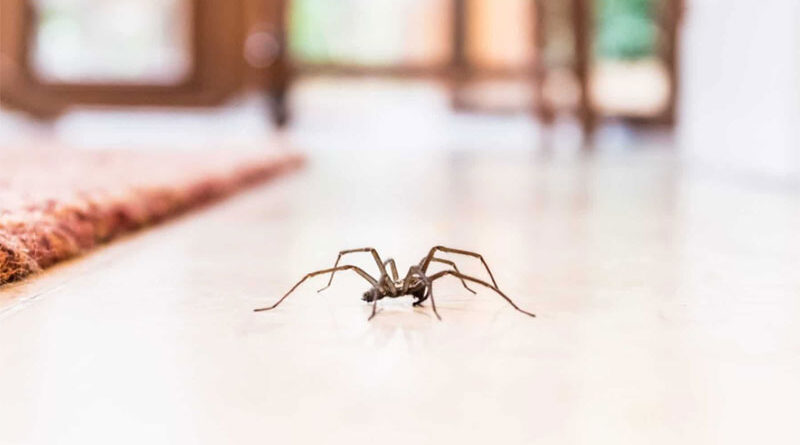 How Deadly are Brown Recluse Spiders?
