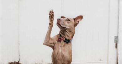 4 Things You Need to Know About Emotional Support Animals