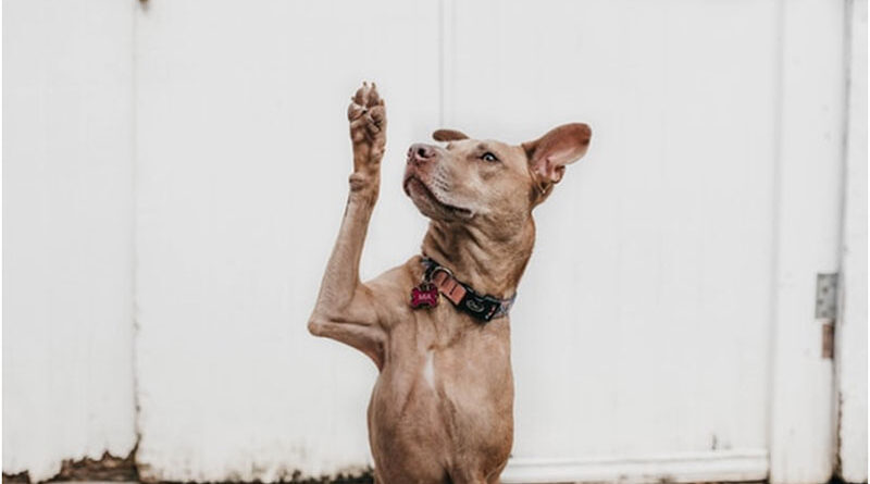 4 Things You Need to Know About Emotional Support Animals