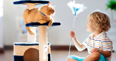 3 Things To Buy When Adopting A Cat