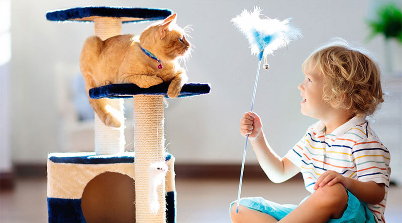 3 Things To Buy When Adopting A Cat