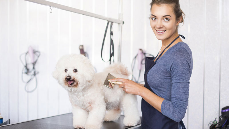Thinking of Starting a Pet Grooming Business? Here are 3 Things You Need to Know